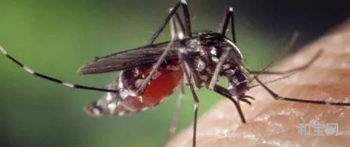 世界上体型最大的蚊子是什么(最大的蚊子有多大图片)